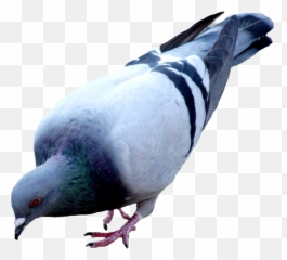 Pigeon Png Images Free