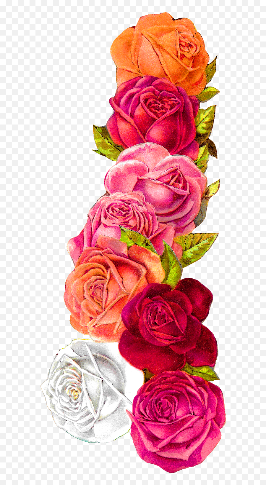 Antique Images Romantic Vintage Rose Shabby Chic Wedding - Flower Border Design Clipart Png,Rose Border Transparent