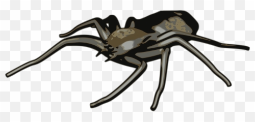 Free Spider Clipart Graphics Images And Photos - Spider png