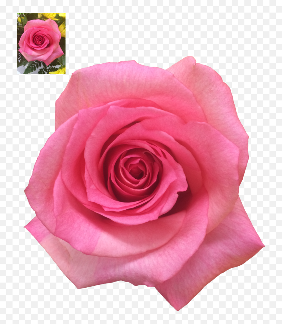 Pink Rose Transparent Background Png - Rose,Rose Transparent