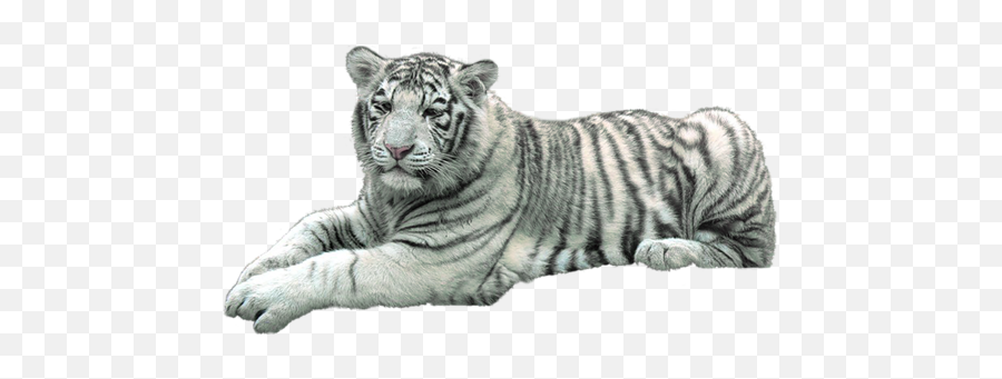 Tigre Blanc Png Image