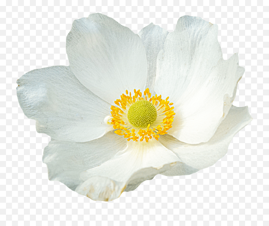 Download Free Png White - Png File White Flower Png,White Flowers Png