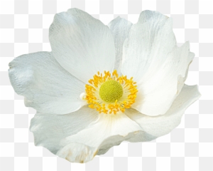 Download Free Png White - Png File White Flower Png,White Flowers Png
