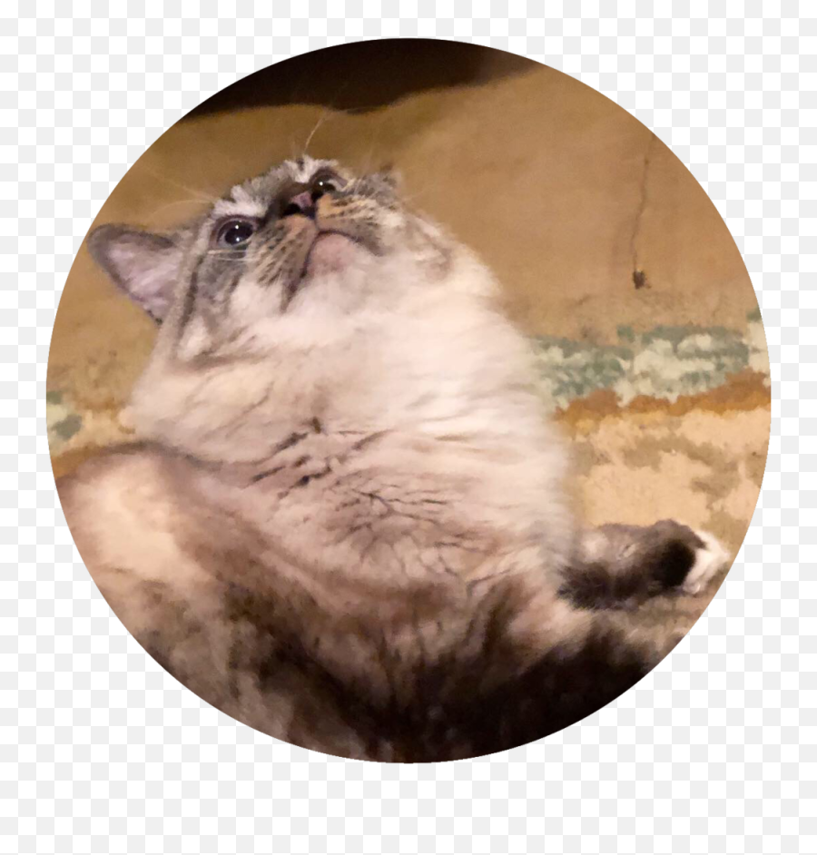 Ariana Filippini - Domestic Cat Png,Simba Png