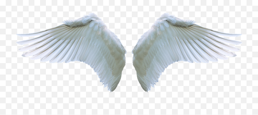 Wing Angel Swan White Swing Feather - Realistic Angel Wings Transparent Background Png,Wing Png