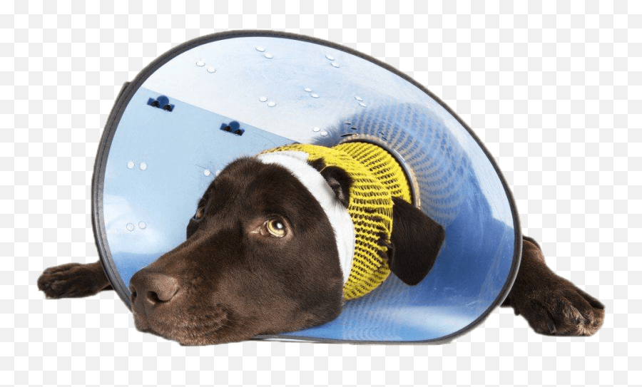 Download Dog Head Cone Em1024png - Dog Full Size Png Image Cirurgia Estética Em Animais,Dog Head Png