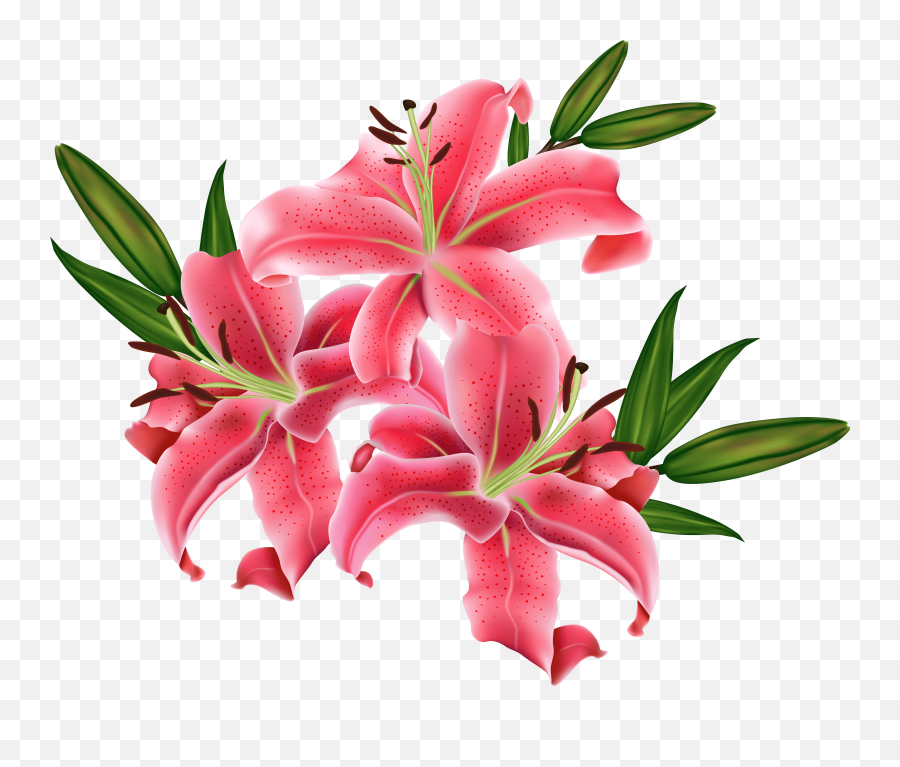 Pink Lily Cliparts Png - Lilium Png,Lily Transparent Background