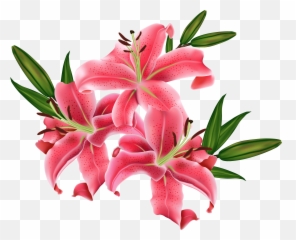 Pink Lily Cliparts Png - Lilium Png,Lily Transparent Background
