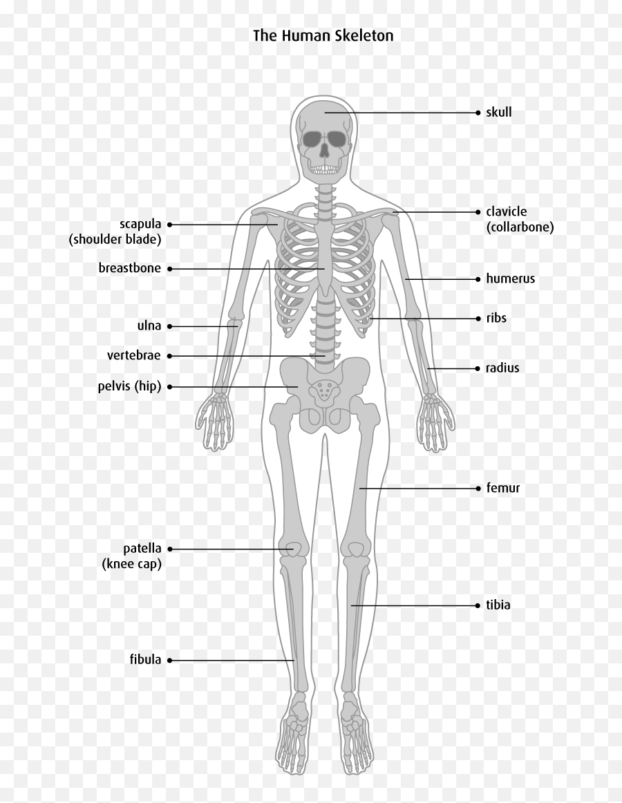 What Is Bone Cancer - Bone Types Structure Png,Bone Transparent
