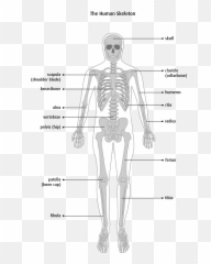 What Is Bone Cancer - Types Structure png