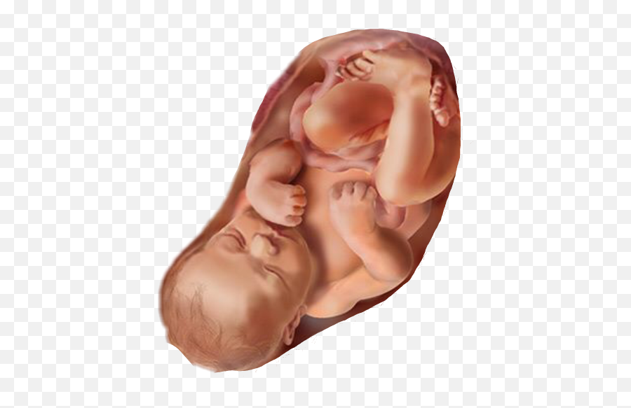 Download Fetus - Full Size Png Image Pngkit Feto 35 Settimana Di Gravidanza,Fetus Png