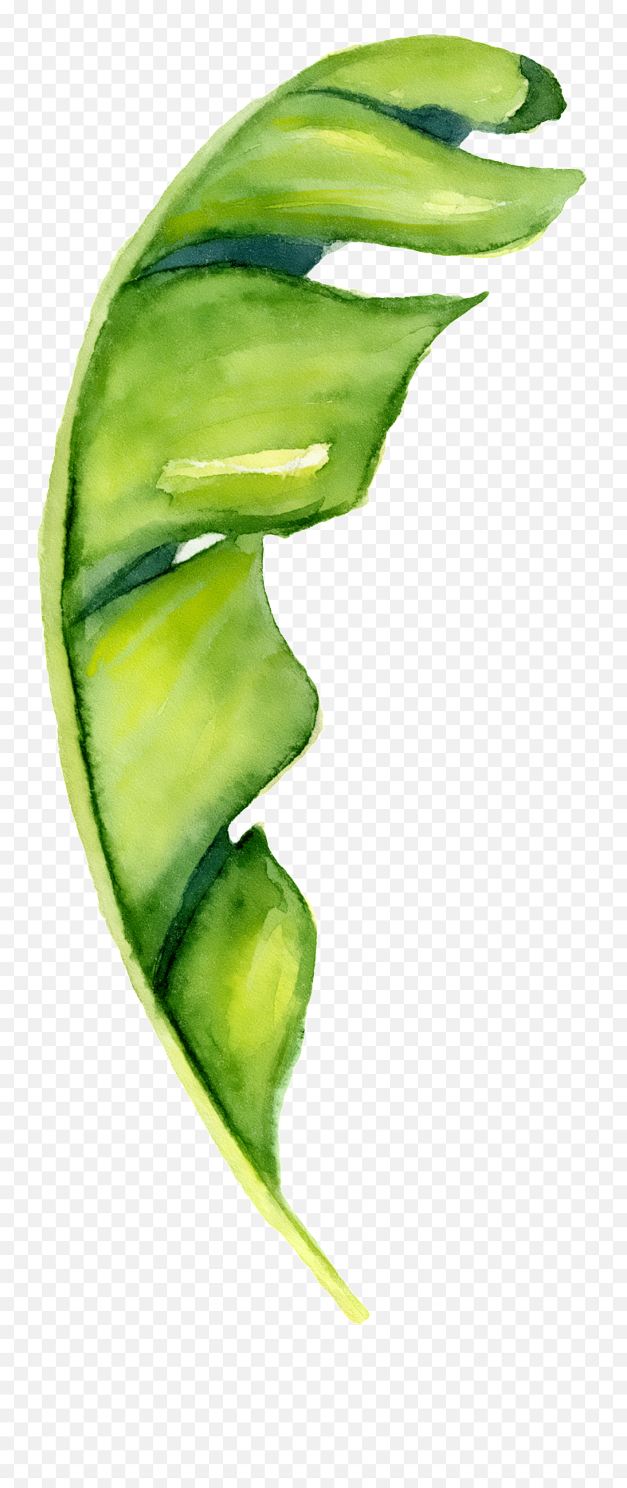 Hand Painted A Piece Of Banana Leaf Png - Banana Leaf In Watercolour,Banana  Leaf Png - free transparent png images 