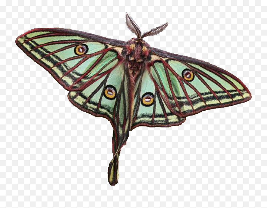 Moon Moths - Graellsia Isabellae Png,Moth Png