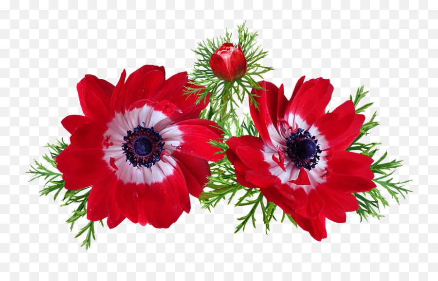 Red Flowers Spring Garden Nature - Anemone Png,Anemone Png