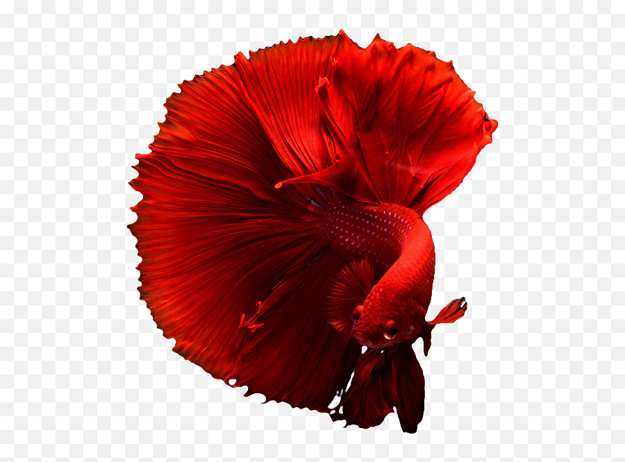 Develop - Betta Fish 4k Full Size Png Download Seekpng Betta Fish,4k Png
