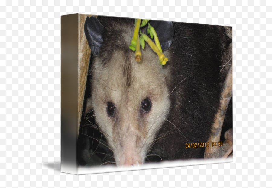 Opossum Close Up By Rebecca Hessey - Common Opossum Png,Opossum Png