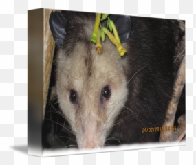 Opossum Close Up By Rebecca Hessey - Common Opossum Png,Opossum Png