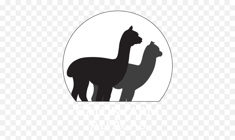Home Gallin Farm Alpacas And Farmstay - Alpacas Silhouette Arabian Camel Png,Home Silhouette Png