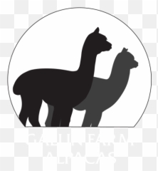 Home Gallin Farm Alpacas And Farmstay - Silhouette Arabian Camel png