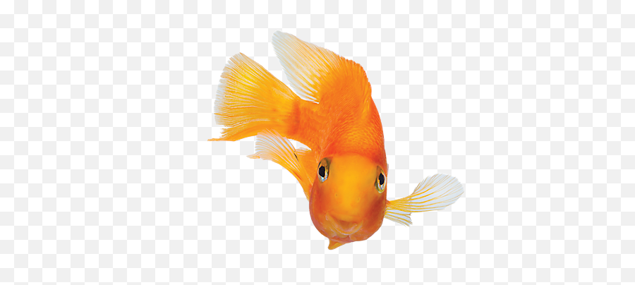 Fish Images - More Photos Do Not Come Any Closer Meme Png,Fish Bowl Transparent Background