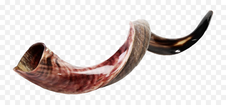 Shofar Png Photos - Shofar Horn,Tusk Png