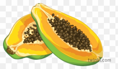 Papaya Slice Open Fruit Science Secondary Illustration - Twinkl Superfood Png,Papaya Png