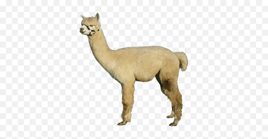 Download Hd About Alpacas - Introduction Watership Animal Figure Png,Alpaca Png
