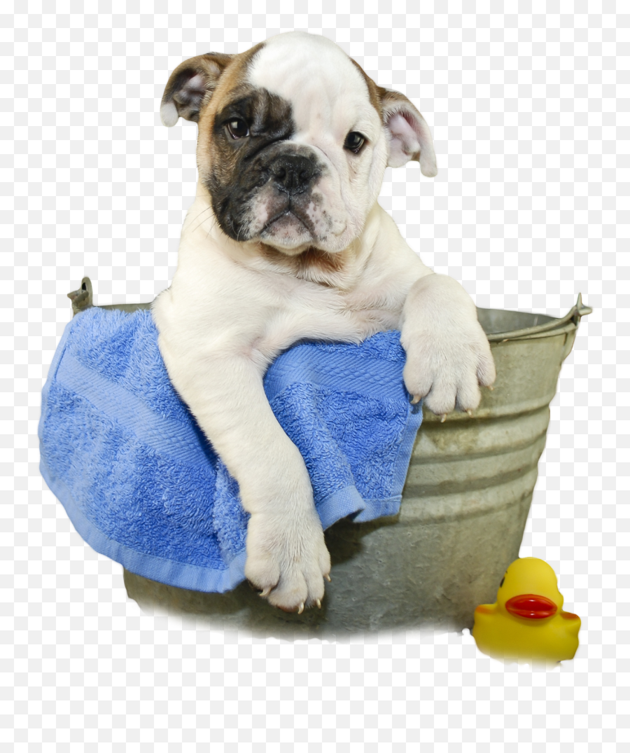 Clipart Dogs Bath Tub Transparent Png Courage The Cowardly Dog