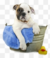 Clipart Dogs Bath Tub Transparent Png Courage The Cowardly Dog