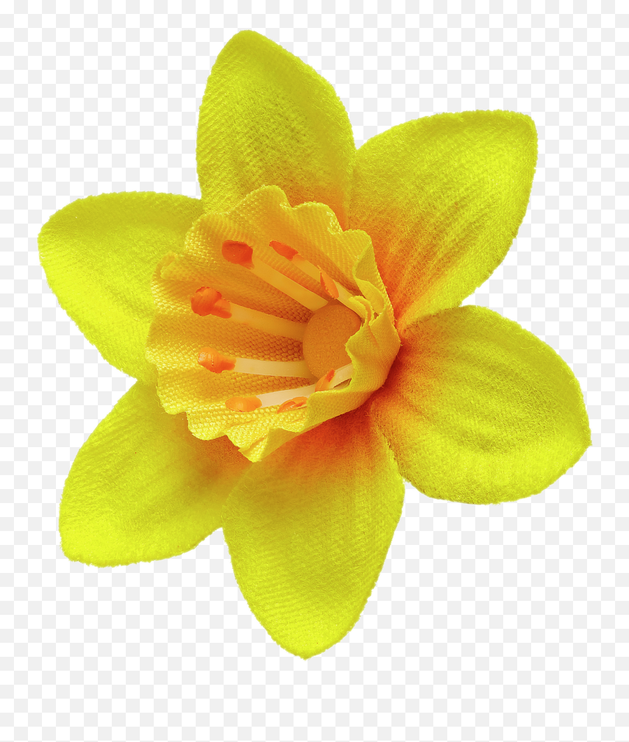 Daffodil Pin Transparent Png - Clip Art Daffodil,Daffodil Png