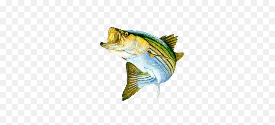 Bass Fish Png Stripped 41462 - Free Icons And Png Fish Bass Png,Fishing Png