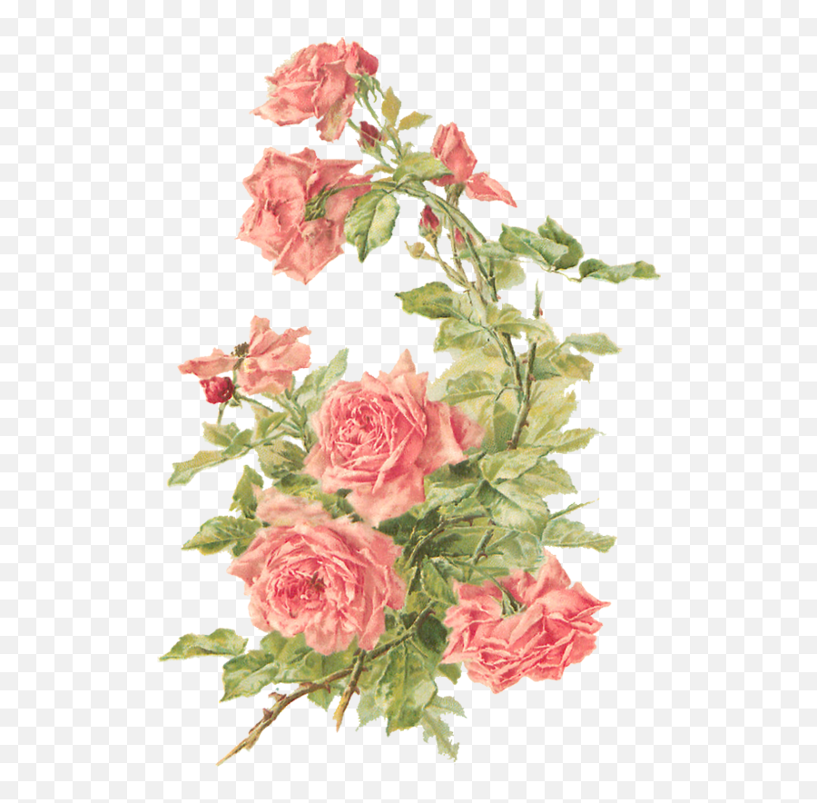 Catherine Klein U2013 Peach Roses Digital Elements Wings Of Whimsy - Vintage Flowers Transparent Background Png,Peach Transparent Background