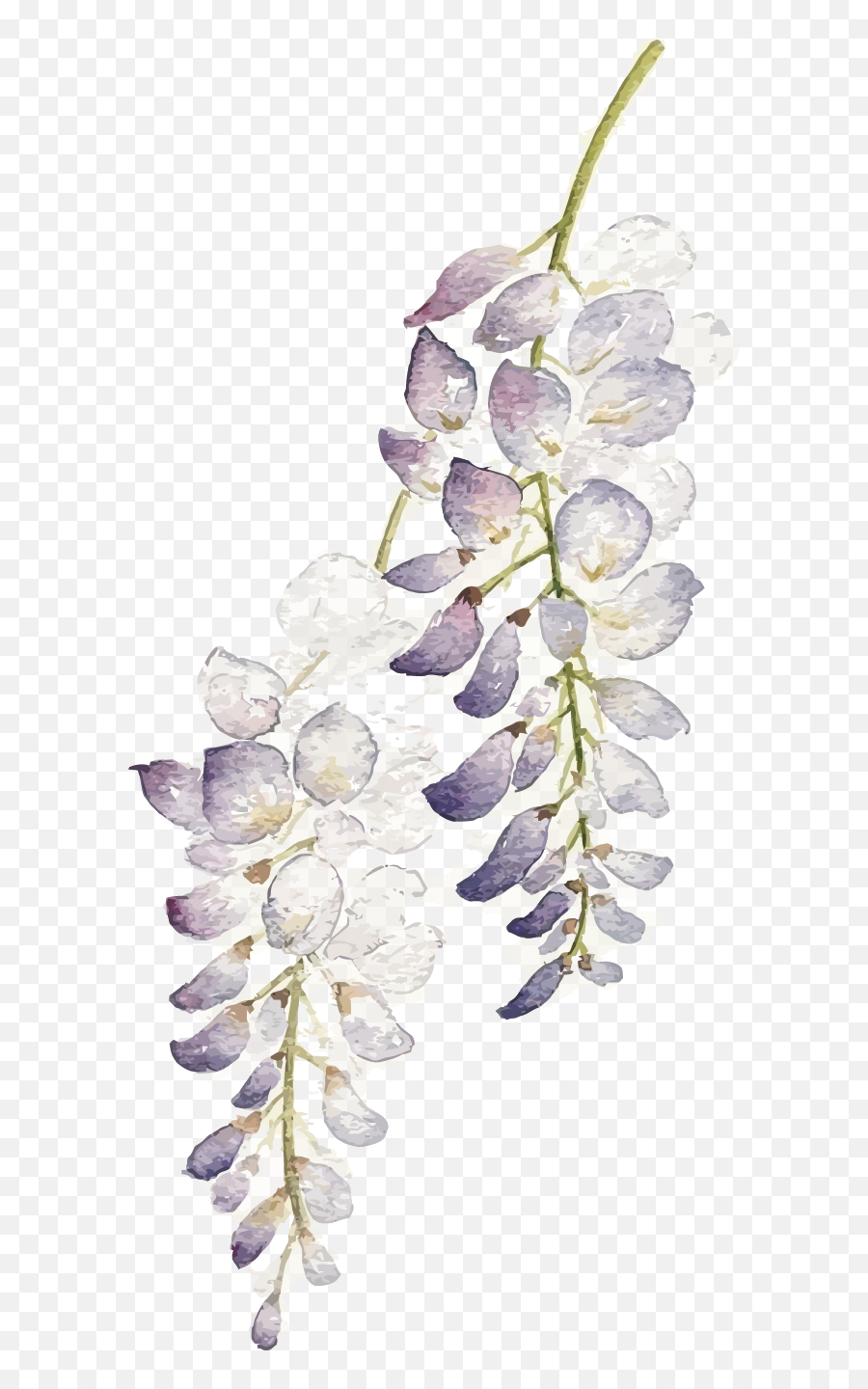 Download Hd Wisteria Flower Png - Watercolor Purple Flowers Watercolor Lavender Transparent Background,Purple Flowers Png
