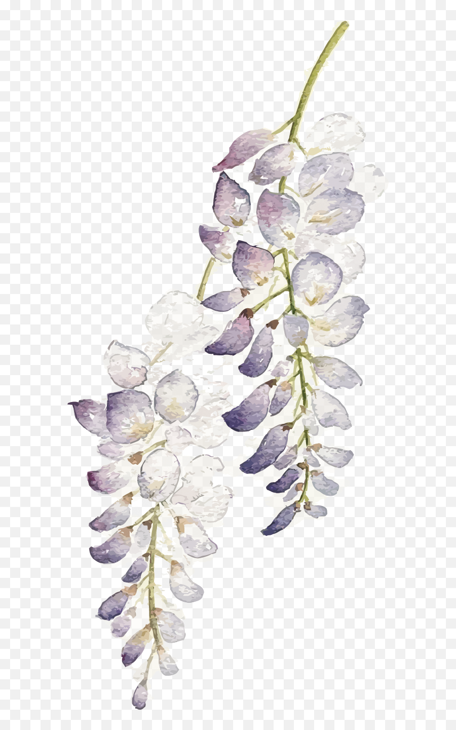 Download Hd Wisteria Flower Png Watercolor Purple Flowers Watercolor Lavender Transparent Background Purple Flowers Png Free Transparent Png Images Pngaaa Com