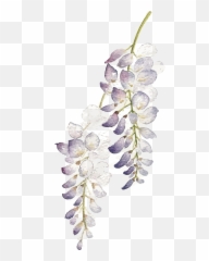 Download Hd Wisteria Flower Png - Watercolor Purple Flowers Watercolor Lavender Transparent Background,Purple Flowers Png