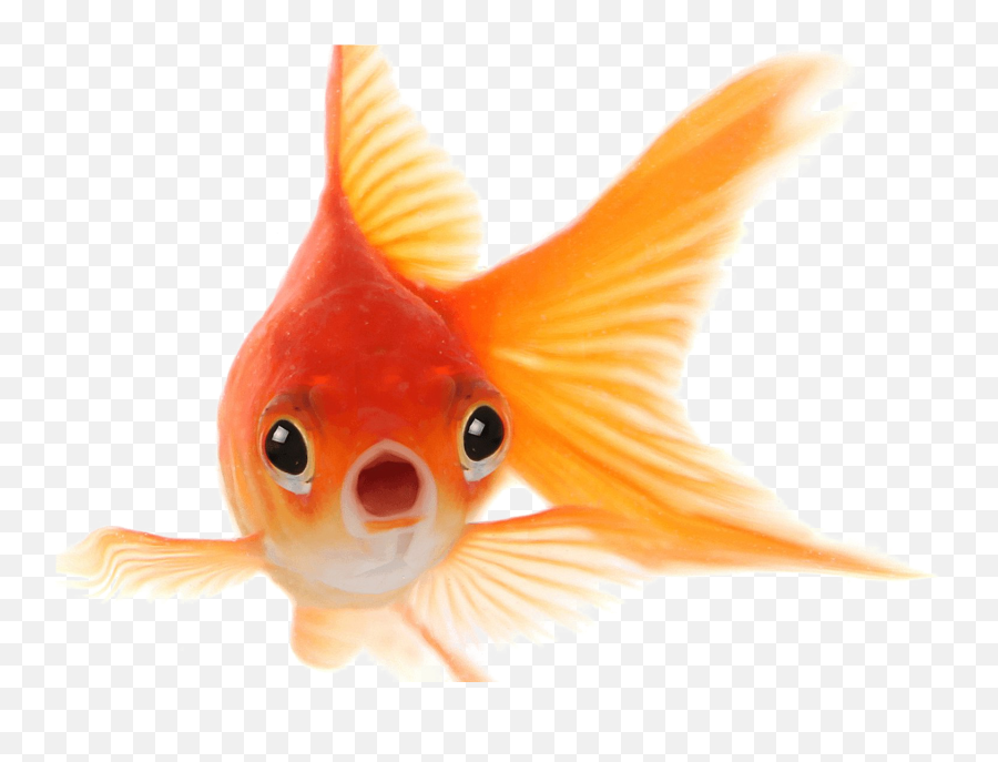 Goldfish Png Photo Transparent