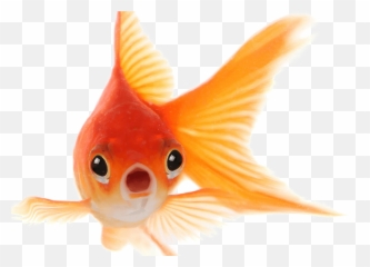 Goldfish Png Photo