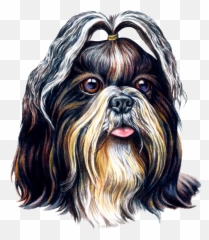 Download Shih Tzu Png Image With No - Shih Tzu Watercolor Png,Shih Tzu Png