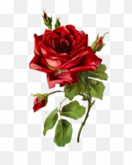 Red Vintage Flower Png Image - Flowers Painting With Pastel