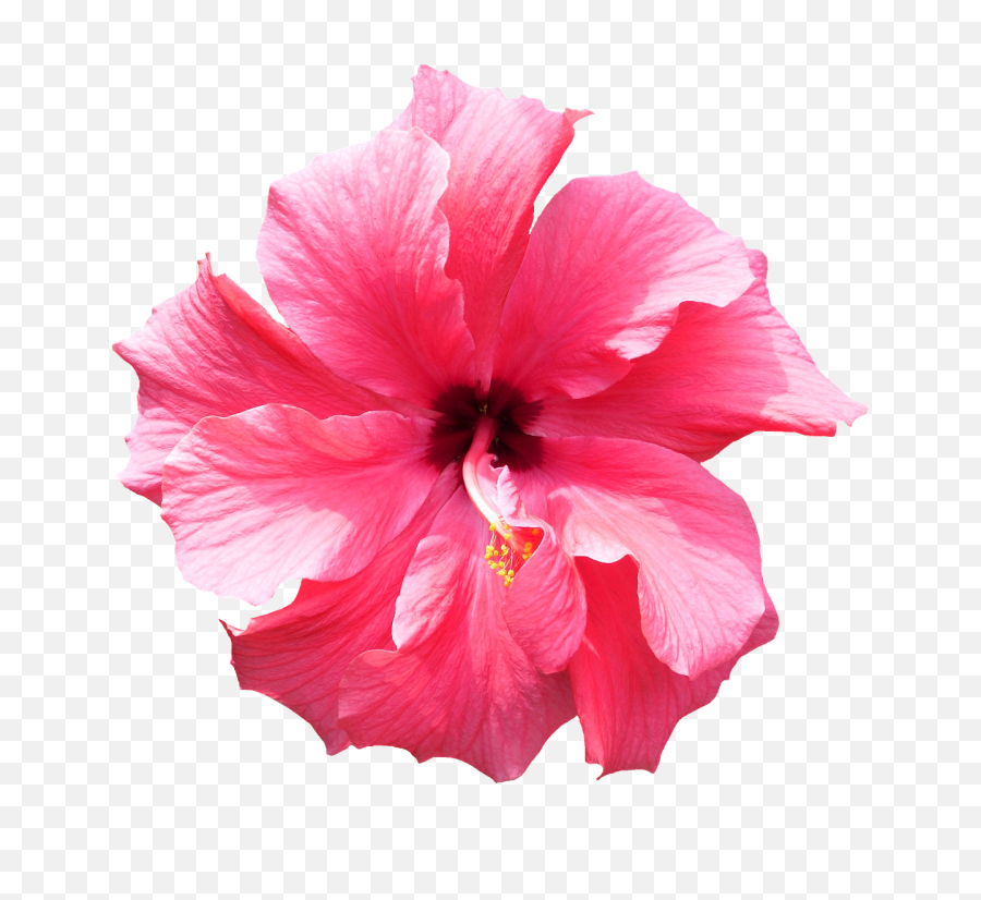 Png Tropical Flowers Transparent Flowerspng Images - Realistic Flower Clip Art,Real Rose Png