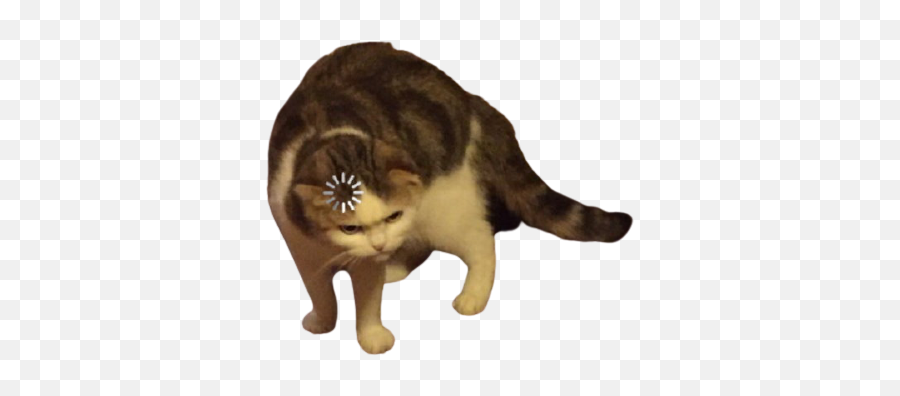 Loading Cat Transparent Blank Template - Gato Cargando Meme Png,Cat Meme Icon
