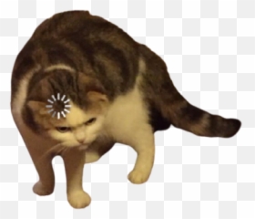 Loading Cat Transparent Blank Template - Gato Cargando Meme Png,Cat Meme Icon