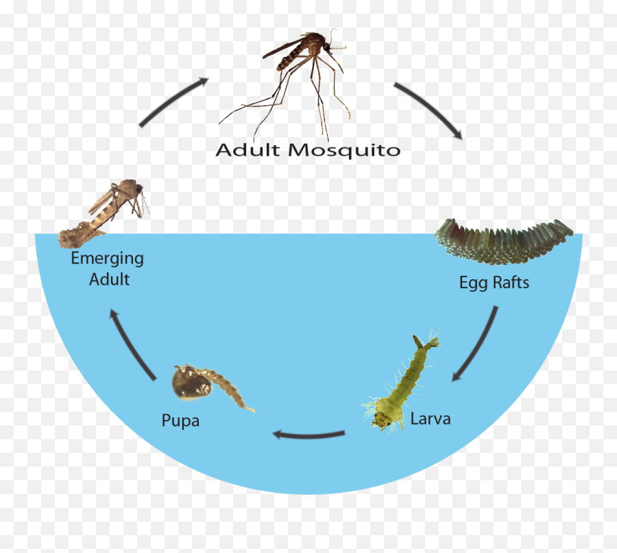 Mosquito Biology Shasta And Vector Control - Metamorphosis Of A Mosquito Png,Mosquito Transparent
