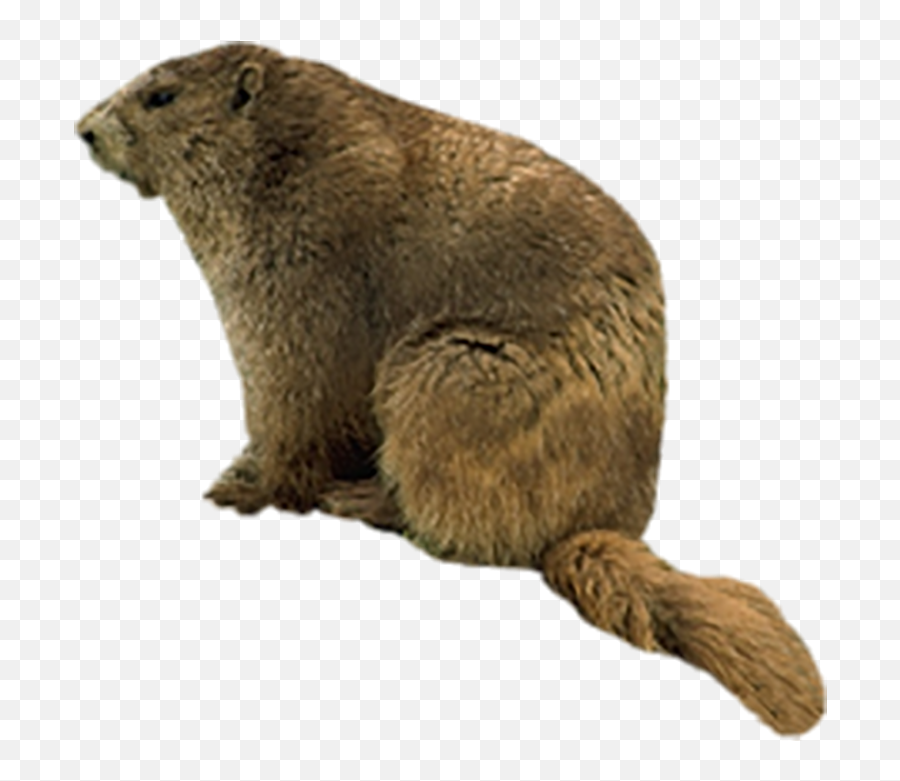 Real Beaver Png Download Image All - Beaver Png,Beaver Icon