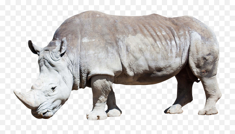 Rhino Png Transparent Image For - White Rhino Png,Rhino Png