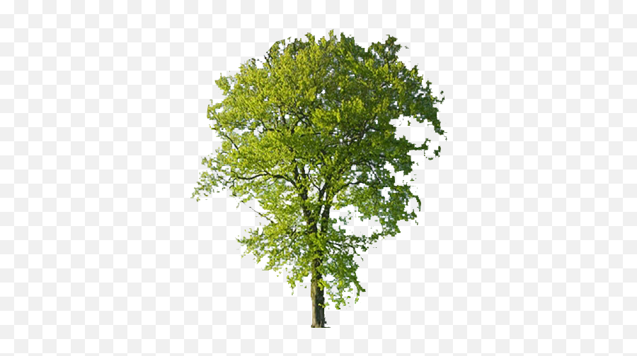 Beech Tree Transparent Background Free Png Images - Beech Tree No Background,Pine Tree Transparent Background