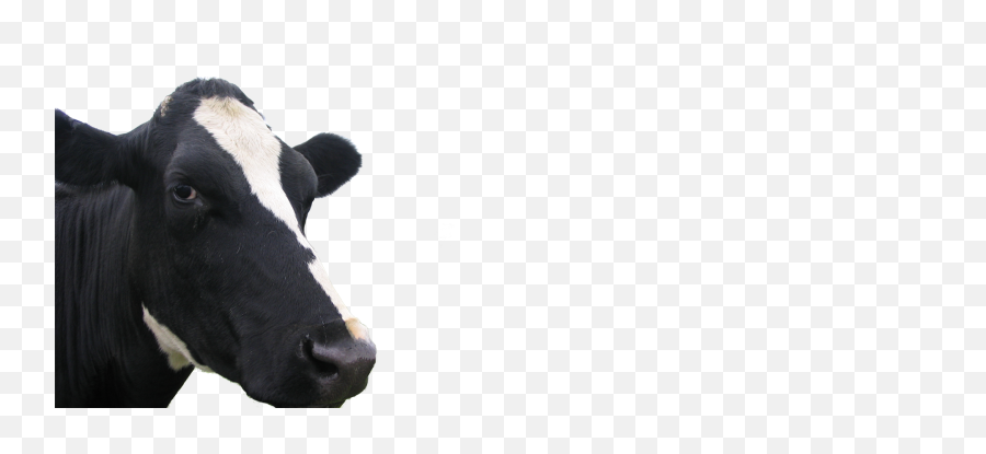 Cow Face Png - Cow Face Background Dairy Cow 4617869 Cow Face Png,Cow Emoji Png