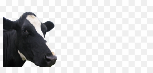 Cow Face Png - Cow Face Background Dairy Cow 4617869 Cow Face Png,Cow Emoji Png