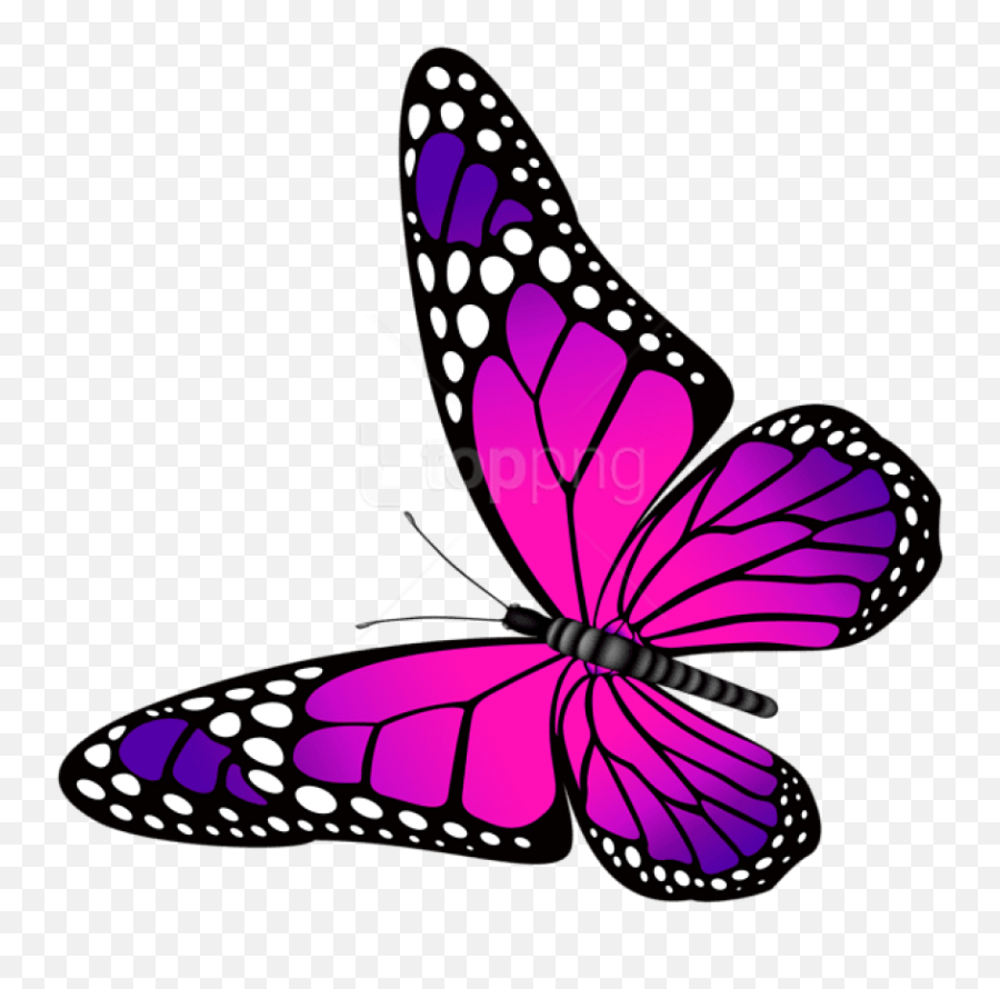 Free Png Download Butterfly Pink - Butterfly Pink And Purple,Purple Butterfly Png