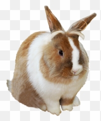 Easter Bunny Transparent Background - Transparent Background Easter Bunny Png,Rabbit Transparent Background